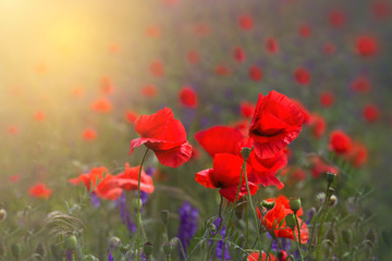 Poppy meadow in the beautiful light of the evening sun. Spring sunset background