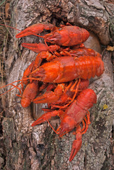 red boiled crayfish on tree bark