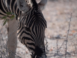 Zebra