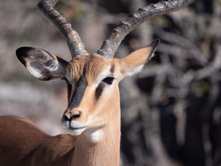 Antilope