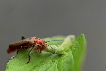 Nahaufnahme eines braunen kleinen Käfers, der eine grüne Raupe frisst
