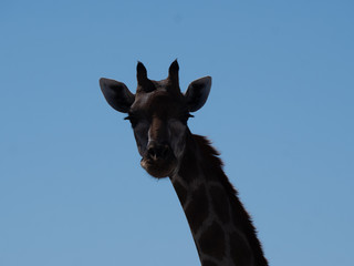 Fototapeta premium Giraffe