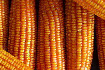 Soft focus Top View Dried Corn for food Background with Copy Space