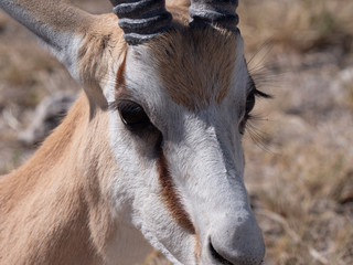 Antilope
