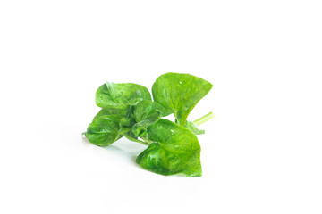 Fresh watercress organic vegetable on white background, Isolated vegetable object