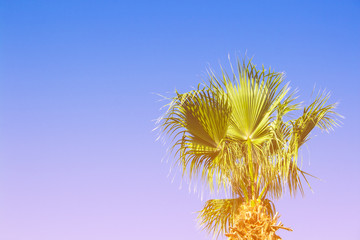 Fototapeta premium Palm tree against the blue sky. Concept tropic, vacation and travel