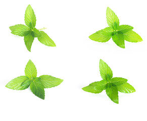 Collection set of fresh  mint leaf on white background, Isolated mint leaves
