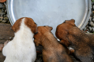 Domestic puppies eating milk on tray