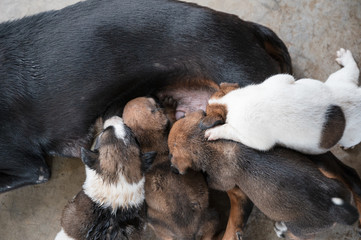 Puppies sucking milk from mother dog