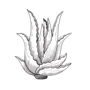 recommend clip art: Aloe vera. Single hand-drawn black aloe, isolated on white background. Sketch style  illustration.