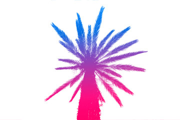 Silhouette of palm trees with a bright summer gradient on a bright white background. Tropic, vacation and travel concept