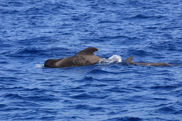 Short-finned pilot whale (Globicephala macrorhynchus) in the Atlantic Ocean. Canary Islands. Spain