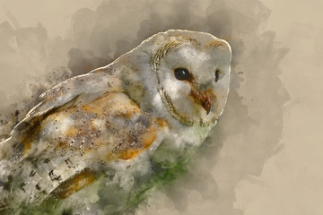 Digital watercolour painting of Beautiful portrait of barn owl tuto aluco