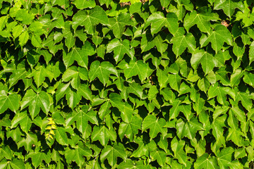 Fototapeta na wymiar Plant on the wall. Layout of leaves. Can be used as a texture, background or wallpaper