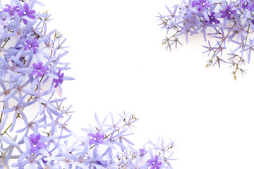 Frame made of purple flowers  on white  background. Flat lay, top view