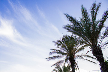 Palm trees against the blue sky. Concept tropic, vacation and travel. Bottom view