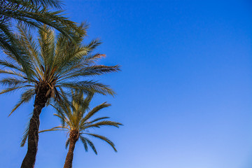 Obraz premium Palm trees against the blue sky. Concept tropic, vacation and travel. Bottom view