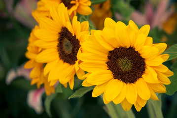 a beautiful bunch of yellow sunflower flowers