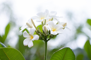 Frangipani Tropical Spa Flower. Plumeria flower on plant