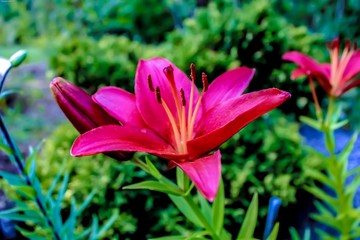 red flower in the garden
