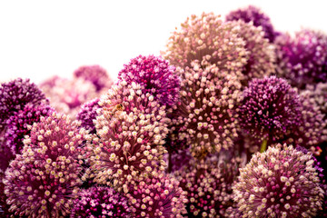 allium karataviense beautiful bouquet of lilac flowers with honey bee - obrazy, fototapety, plakaty