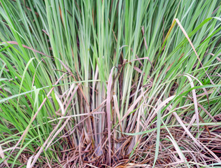 Lemon grass plant leaf background