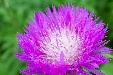 Obraz premium Centaurea cyanus purple single flower. Close-up