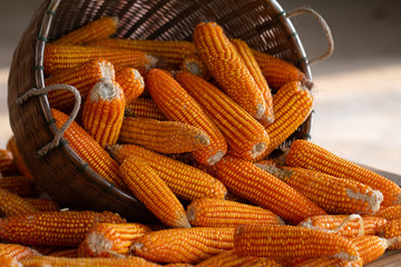 Process harvest Dried corn with bamboo basket