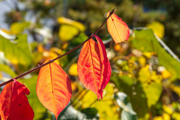 Red and Orange autumn leaves in sunlight