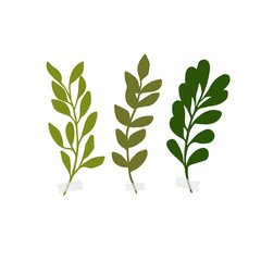 Vector botanic illustrations. Botanical clipart. Set of Green branches. 
