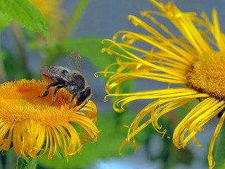 Alant, Inula helenium