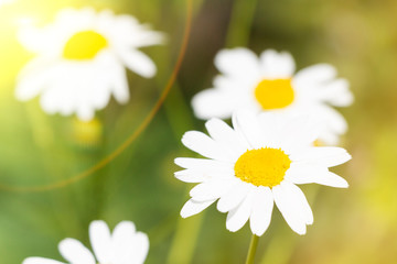 Fototapeta premium Field Daisy flowers closeup. Alternative medicine. Summer background