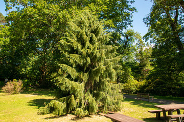 Scenic nature picture of trees and grass in Clyne gardens, Swansea