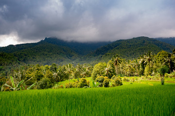 Fototapeta na wymiar Rice fields near Munduk, Bali
