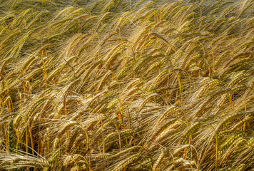 Golden Barley growing in Field