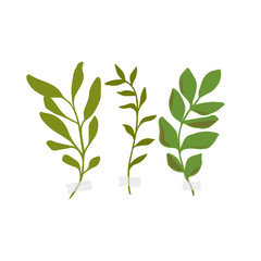 Vector botanic illustrations. Botanical clipart. Set of Green branches. 