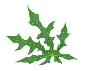 Chaya leaf (Cnidoscolus Aconitifolius or Cnidoscolus chayamansa McVaugh) isolated on white background