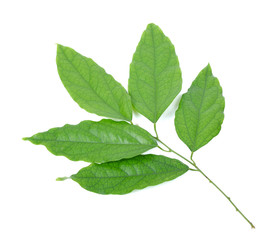 Fresh Bamboo grass or Bai Ya Nang Leaves (Tiliacora triandra (Colebr.) Diels) isolated on white background