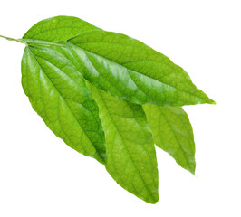 Fresh Bamboo grass or Bai Ya Nang Leaves (Tiliacora triandra (Colebr.) Diels) isolated on white background