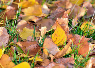 close on yellow and brown leaves with autumnal colors  in the grass