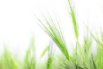 Wheat spikelets in field on sunny day, closeup