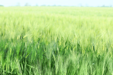 Green wheat field on sunny day