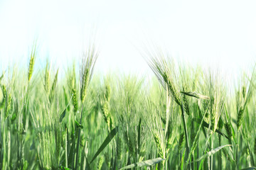 Wheat spikelets in field on sunny day