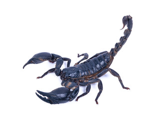 Black scorpion isolated on white background