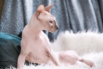 Funny Sphynx cat at home