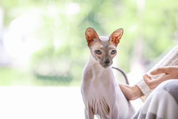 Funny Sphynx cat with owner near window