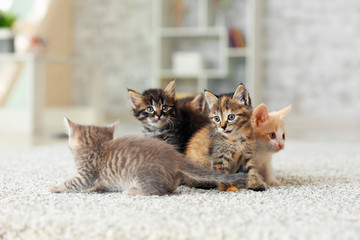 Cute funny kittens at home