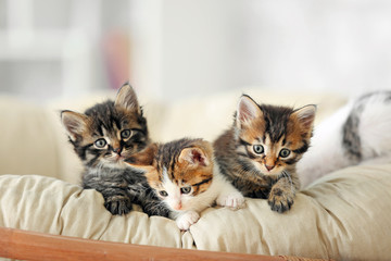 Cute funny kittens at home - obrazy, fototapety, plakaty