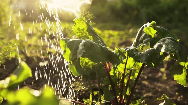 Watering the crop, fresh organic beets on field of farm in sunset light. Summer harvest, close up