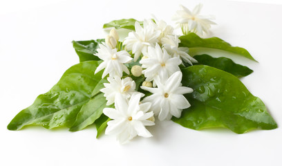 White jasmine flowers fresh flowers natural